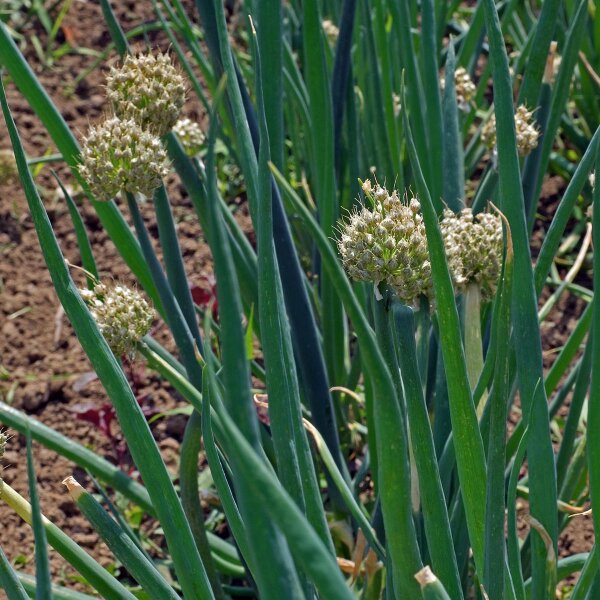 Cebolleta White Lisbon  (Allium fistulosum) orgánico semillas