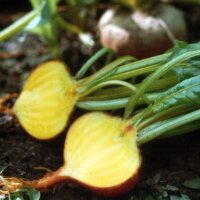 Remolacha amarilla Golden (Beta vulgaris) orgánico semillas