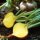 Remolacha amarilla Golden (Beta vulgaris) orgánico semillas