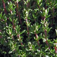 Tomillo (Thymus vulgaris) orgánico semillas