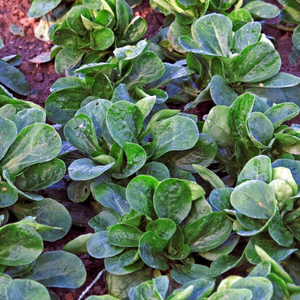 Canónigos de Corazón Lleno (Valerianella locusta) orgánico semillas