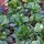 Canónigos de Corazón Lleno (Valerianella locusta) orgánico semillas