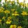 Marigold limón (Tagetes tenuifolia) orgánica semillas
