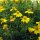 Marigold limón (Tagetes tenuifolia) orgánica semillas