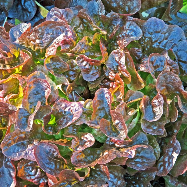 Lechuga de corte Red Salad Bowl (Lactuca sativa) orgánico semillas