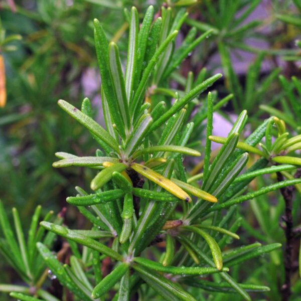 Romero (Rosmarinus officinalis) orgánico semillas