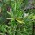 Romero (Rosmarinus officinalis) orgánico semillas