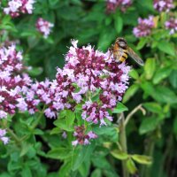 Orégano (Origanum vulgare) orgánico semillas