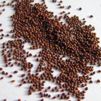 Orégano (Origanum vulgare) orgánico semillas