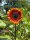 Girasol rojo (Helianthus annuus) semillas