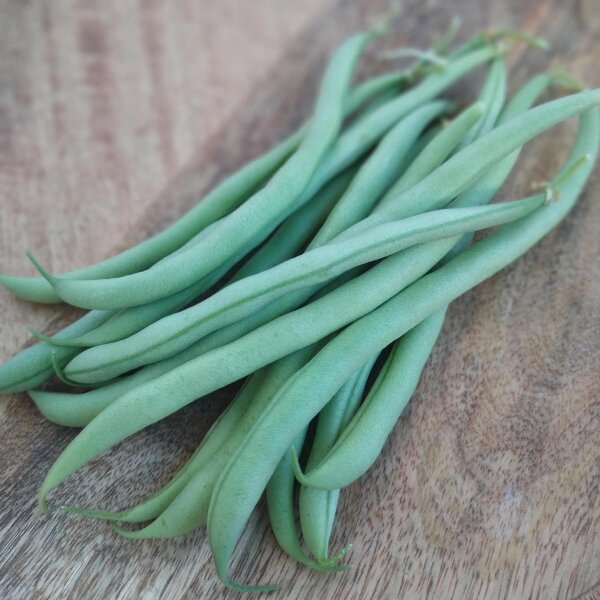 Judía verde "Tendergreen" (Phaseolus vulgaris) semillas