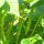 Judía verde "Tendergreen" (Phaseolus vulgaris) semillas