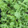 Jaramago (Eruca vesicaria subsp. sativa) semillas