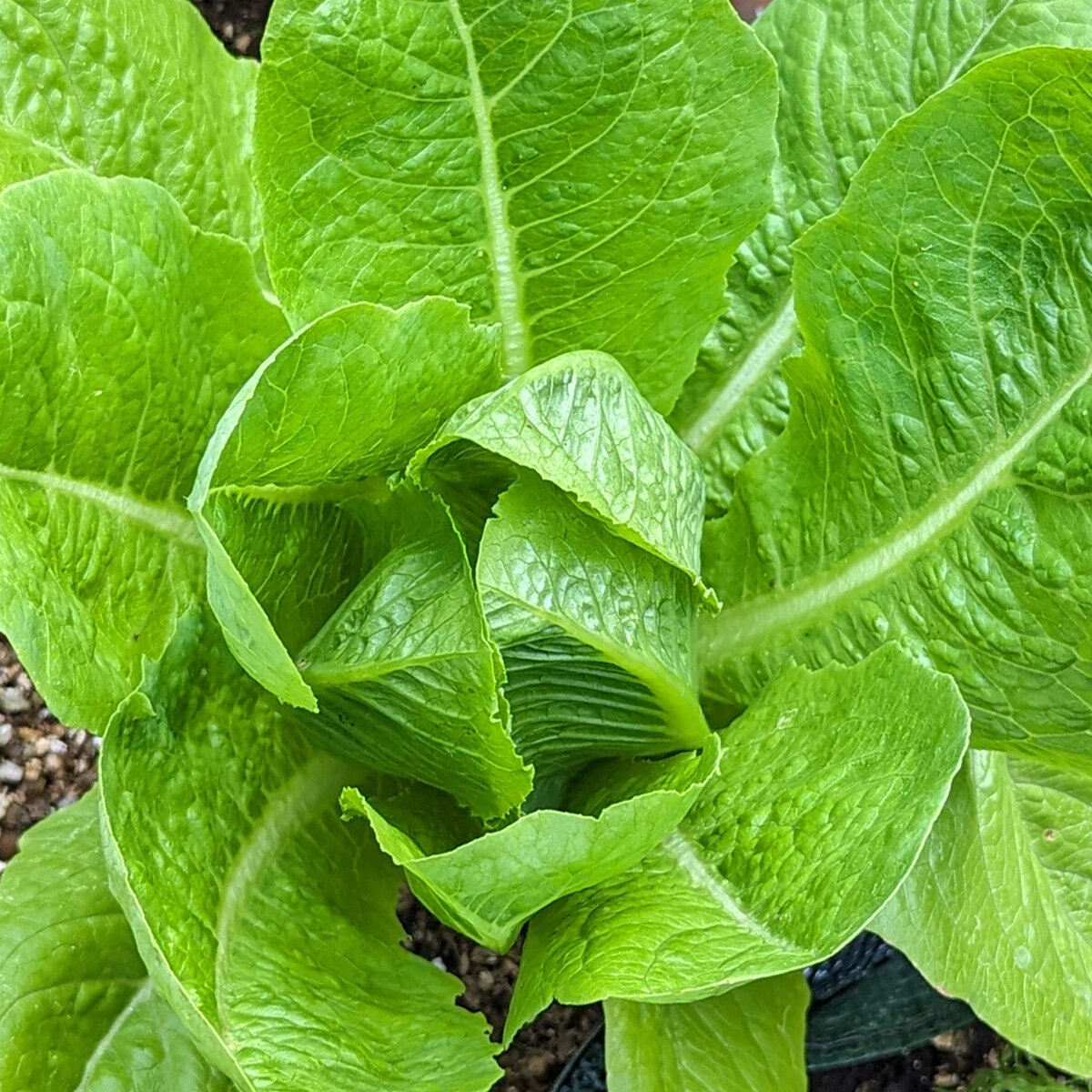 Romana-Salat ‚Little Gem‘ Samen – 500 Stück, Samenfest, Für Kleine Feste Köpfe (Lactuca Sativa)