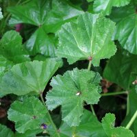 Malva de hoja redonda (Malva neglecta) semillas