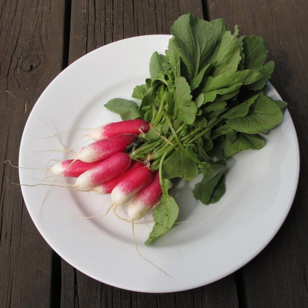 Rábano French Breakfast (Raphanus sativus) orgánico semillas
