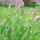 Salvia (Salvia officinalis) orgánica semillas