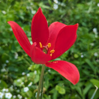 Tulipán de Sprenger (Tulipa sprengeri) semillas