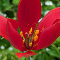 Tulipán de Sprenger (Tulipa sprengeri) semillas