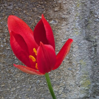 Tulipán de Sprenger (Tulipa sprengeri) semillas