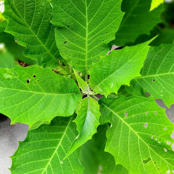 Floripondio (Brugmansia arborea) semillas
