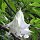 Floripondio (Brugmansia arborea) semillas