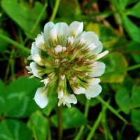 Trébol blanco (Trifolium repens) semillas