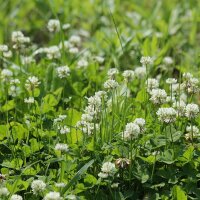 Trébol blanco (Trifolium repens) semillas