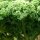 Col rizada Lerchenzungen (Brassica oleracea convar. acephala var. sabellica) semillas