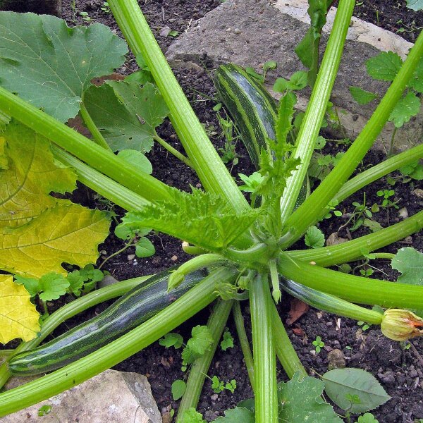 Calabacín Cocozelle (Cucurbita pepo) semillas