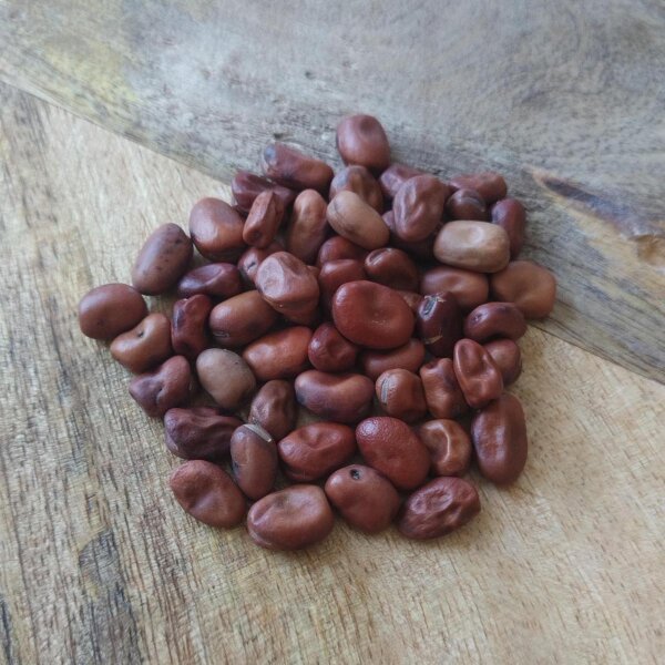 Haba porcuna (Vicia faba) semillas