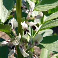 Haba porcuna (Vicia faba) semillas