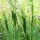 Trigo escaña cultivada (Triticum monococcum) orgánico semillas