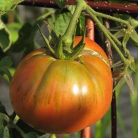 Tomate Noire de Crimée (Solanum lycopersicum)...