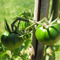 Tomate Noire de Crimée (Solanum lycopersicum) semillas