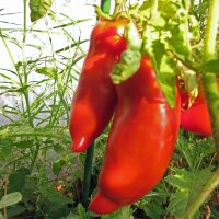 Tomate cornudo de los Andes (Solanum lycopersicum) semillas