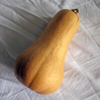 Calabaza Anquito Butternut Ponca (Cucurbita moschata)...