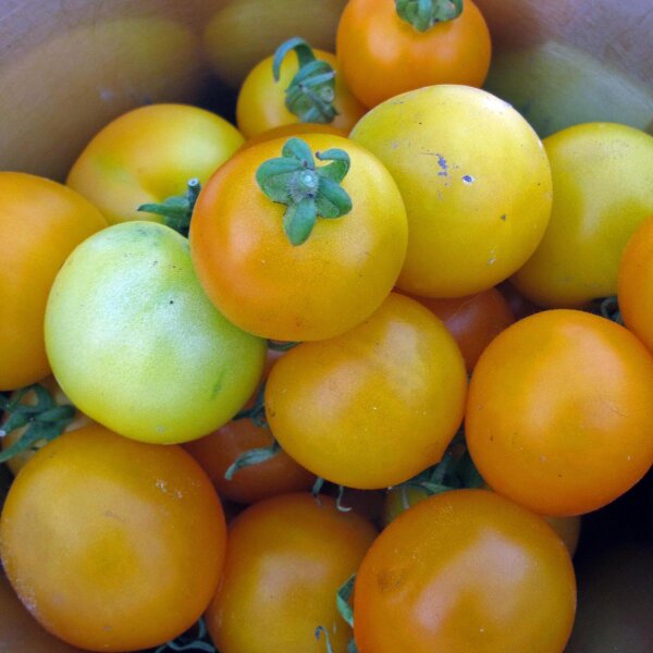 Tomate amarillo Goldene Königin (Solanum lycopersicum) semillas