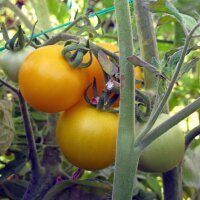 Tomate amarillo Goldene Königin (Solanum lycopersicum) semillas