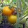 Tomate amarillo Goldene Königin (Solanum lycopersicum) semillas
