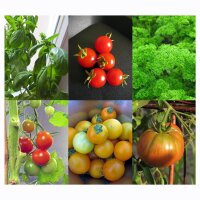 Tomates, Albahaca y Perejil (Orgánico) -  Set de regalo de semillas