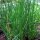 Cebollino (Allium schoenoprasum)  semillas