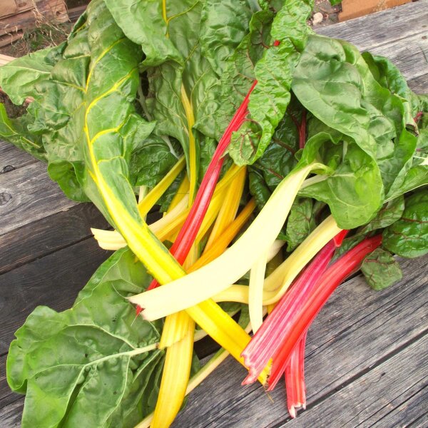Acelga de colores "Five Colours" (Beta vulgaris ssp. vulgaris) orgánica semillas