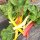 Acelga de colores "Five Colours" (Beta vulgaris ssp. vulgaris) orgánica semillas