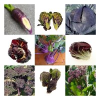 Verduras violetas - kit de semillas