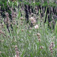 Espliego (Lavandula angustifolia) orgánico semillas