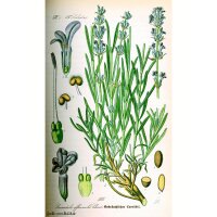 Espliego (Lavandula angustifolia) orgánico semillas