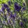 Espliego (Lavandula angustifolia) orgánico semillas