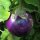 Berenjena Black Beauty (Solanum melongena) orgánico semillas