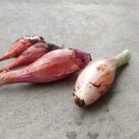 Cebolla "Roja de Florencia" (Allium cepa) orgánica semillas